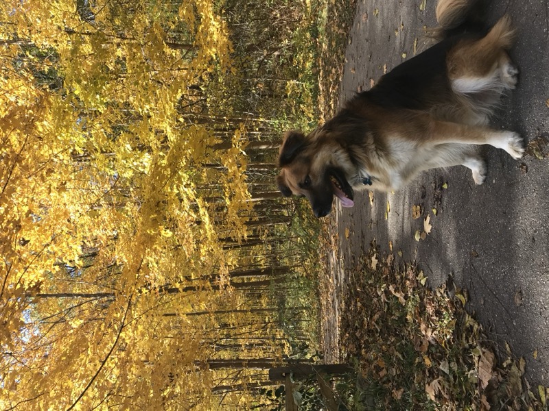 Moose happy and running