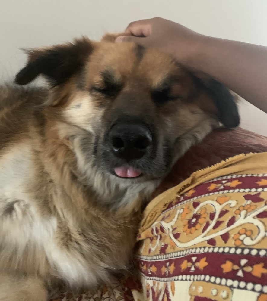 Moose enjoying the outdoors